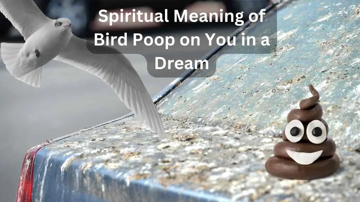 Spiritual Meaning of Bird Poop on You in a Dre